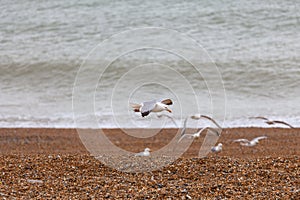 Flying seagulls by the sea, stony beach