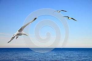 Flying seagulls