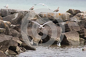 Flying seagulls at shore