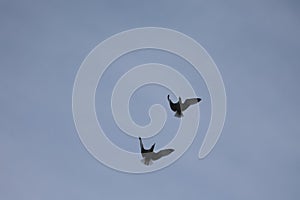 Flying seagulls sky