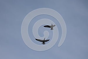 Flying seagulls sky