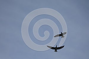 Flying seagulls sky
