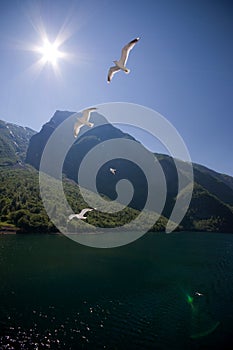 Flying seagulls at Sognefjord