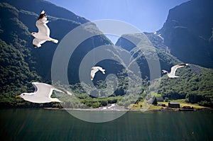 Flying seagulls at Sognefjord