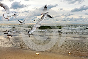 Flying Seagulls at Sunset