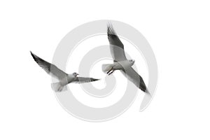 Flying seagulls on white