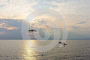 Flying seaguls in the sunset light photo