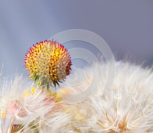 Flying seed plant