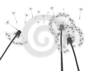 Flying Seeds and Dandelion flower on white. Vector outline illustration.