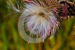 Flying seeds of dried thistle flower on a coarse background