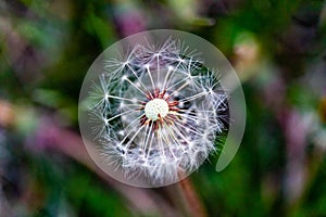 Flying seeds of Taraxacum, commonly known as dandelion arranged on its receptacle ready to fly or disperse for new beginning
