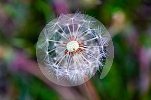 Flying seeds of Taraxacum, commonly known as dandelion arranged on its receptacle ready to fly or disperse for new beginning