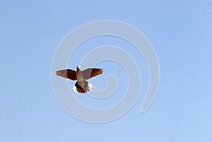 Flying Senegal turtle dove Streptopelia senegalensis