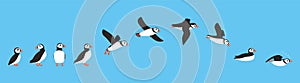 Flying sequence of puffin, multiple exposure, vector