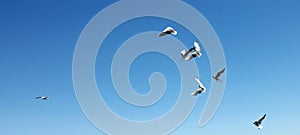 Flying several birds clean blue sky