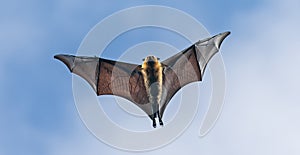 Flying Seychelles Fruit bat Pteropus seychellensis