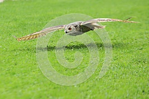 Flying siberian eagle owl