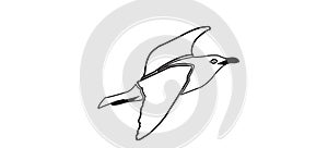 flying silhouette of a seagull. Vector illustration in monochrome style on a white background. Element for your design. The bird