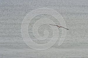 Flying silver gull Larus Argentatus