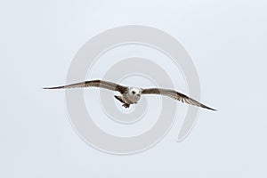 Flying silver gull Larus Argentatus