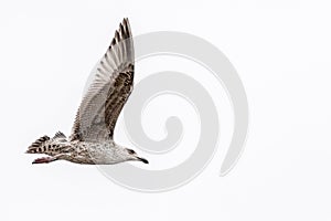 Flying silver gull Larus Argentatus