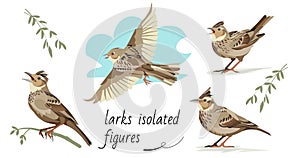 Flying, singing, standing, sitting on a branch larks. Isolated vector figures photo