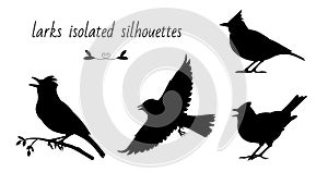 Flying, singing, standing, sitting on a branch larks. Isolated vector silhouettes