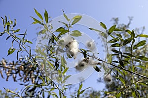 flying in the sky white fluff from willow in spring