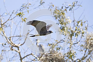 Flying Snail Kite in the Brasil Pantanal