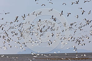 Flying Snow Geese