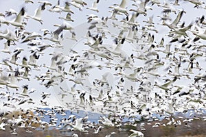 Flying Snow Geese with motion blur