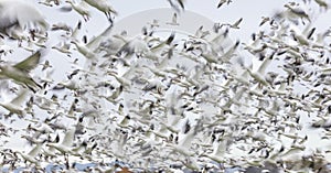 Flying Snow Geese with motion blur