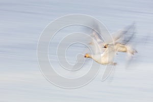 Flying Snow Geese with motion blur