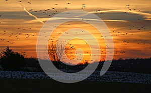 flying snow geese at sunset at Middle Creek Wildlife Management Area, Stevens, Pennsylvania