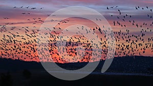 flying snow geese at sunset at Middle Creek Wildlife Management Area, Stevens, Pennsylvania