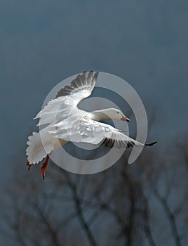 Flying Snow Goose photo