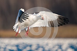 Flying Snow Goose (Chen caerulescens) photo