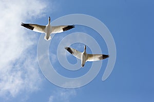 Snow goose migration