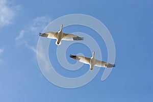 Snow goose migration