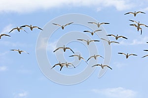 Snow goose migration