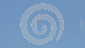 Flying Snowy egret Egretta thula is a small white heron. Zapata reserve, Cuba