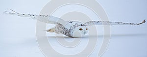 Flying Snowy Owl