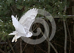 Flying Snowy Owl