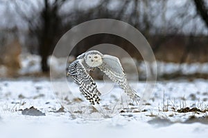 Flying Snowy Owl above snowy steppe