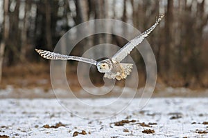 Flying Snowy Owl above snowy steppe