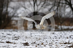 Flying Snowy Owl above snowy steppe