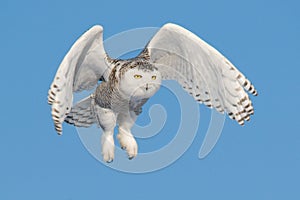 Flying Snowy Owl (Bubo scandiacus)