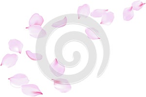 Flying soft pink rose petals. Delicate flowers blossom, blooming floating falling wind, vector background