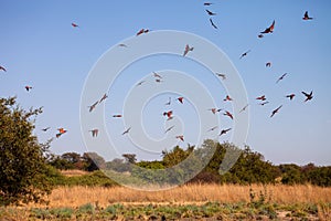 Flying Southern Carmine Bee-eater,Zambezi, Namibia