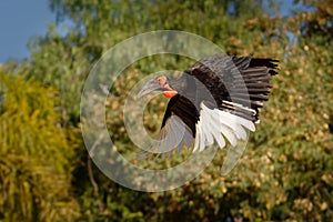 Flying Southern Ground-Hornbill - Bucorvus leadbeateri next to the elephant carrion, formerly Bucorvus cafer, largest hornbill